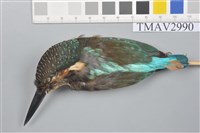 藏品(翠鳥)的圖片